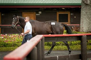 The equal top-priced Lot on Day 1, Ohukia Lodge's Savabeel colt at Lot 127.